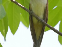 A10A7510Black-billed_Cuckoo