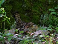 A10A7529Ruffed_Grouse