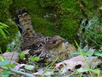 A10A7542Ruffed_Grouse