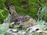 A10A7550Ruffed_Grouse