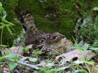 A10A7559Ruffed_Grouse