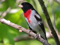 A10A7584Rose-breasted_Grosbeak