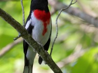 A10A7599Rose-breasted_Grosbeak