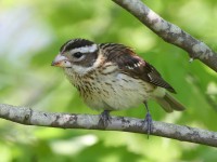 A10A7610Rose-breasted_Grosbeak