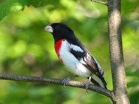 A10A7619Rose-breasted_Grosbeak