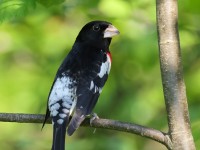 A10A7624Rose-breasted_Grosbeak