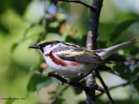 A10A7644Chestnut-Sided_Warbler