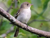 A10A7678Alder_Flycatcher