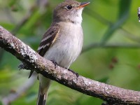 A10A7683Alder_Flycatcher