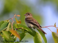 A10A7692Alder_Flycatcher