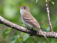 A10A7718Alder_Flycatcher