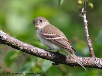 A10A7720Alder_Flycatcher