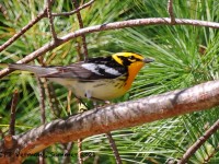 A10A7727Blackburnian_Warbler