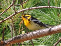 A10A7729Blackburnian_Warbler