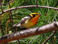 A10A7730Blackburnian_Warbler