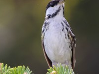 A10A7743Blackpoll_Warbler