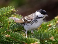 A10A7747Blackpoll_Warbler