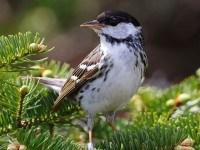 A10A7751Blackpoll_Warbler