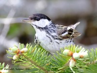 A10A7756Blackpoll_Warbler