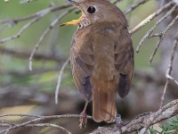 A10A7762Bicknells_Thrush