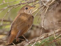 A10A7764Bicknells_Thrush