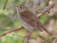 A10A7768Bicknells_Thrush