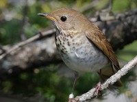 A10A7778Bicknells_Thrush