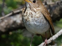 A10A7780Bicknells_Thrush