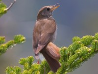 A10A7794Bicknells_Thrush