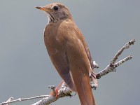 A10A7802Bicknells_Thrush