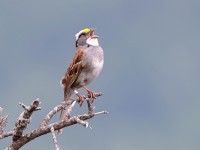 A10A7813White-throated_Sparrow