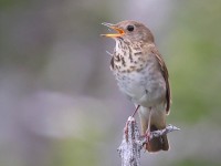 A10A7824Bicknells_Thrush