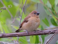 A10A0002Scaly-breasted_Munia_Immature