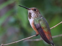 A10A0023Allens_Hummingbird