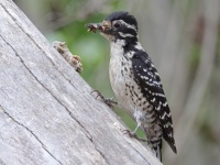 A10A0040Nuttalls_Woodpecker_Female