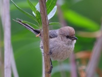 A10A0050Bushtit