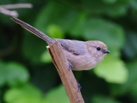 A10A0092Bushtit