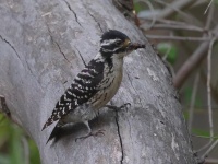 A10A0107Nuttalls_Woodpecker_Female