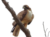 A10A0119Red-Tailed_Hawk
