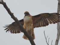 A10A0127Red-Tailed_Hawk