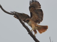 A10A0130Red-Tailed_Hawk