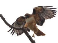 A10A0156Red-Tailed_Hawk