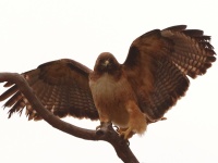 A10A0161Red-Tailed_Hawk
