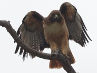 A10A0165Red-Tailed_Hawk