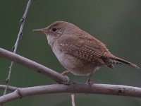 A10A0174House_Wren