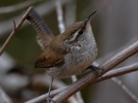 A10A0249Bewicks_Wren