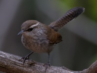 A10A0254Bewicks_Wren