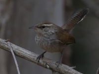 A10A0260Bewicks_Wren