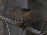 A10A0264Bewicks_Wren