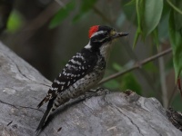 A10A0274Nuttalls_Woodpecker